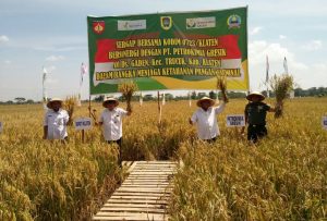 serap gabah trucuk