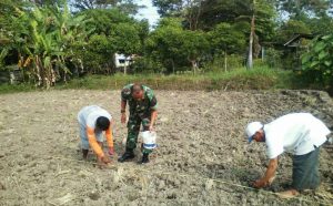 babinsa jatinom tanam jagung