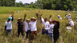 henry panen padi di trasan