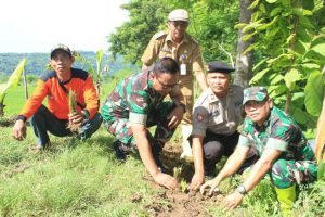 tanam rumput vertiver