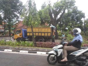 pemangkasan pohon