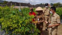 bupati klaten sri mulyani kunjungi bumdes jabung