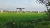 petani barepan gunakan drone untuk semprot hama wereng coklat