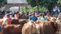pasar hewan di klaten