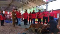 dpc pdip klaten kurban idul adha 2022 1