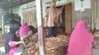 juwandi karangpakel tunjukkan tembakau grompol jatim