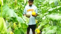 rudi raharjo budidaya melon di bogem