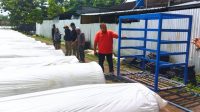 DKPP Kabupaten Pacitan survey bibit tembakau di klaten 1