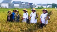 Proyek Low Carbon Rice di klaten 1