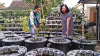 Pertanian Dan Persoalan Produktivitas