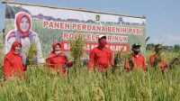 panen padi di klaten
