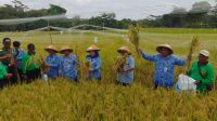 panen rojolele di klaten