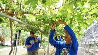 Cerita Petani Anggur Duyu Bangkit