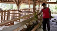 Jalankan Usaha Ternak Domba