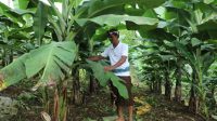 Reforma Agraria di Asahduren