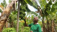 Reforma Agraria Ubah Pola Pikir Warga Desa Baumata di Kabupaten Kupang